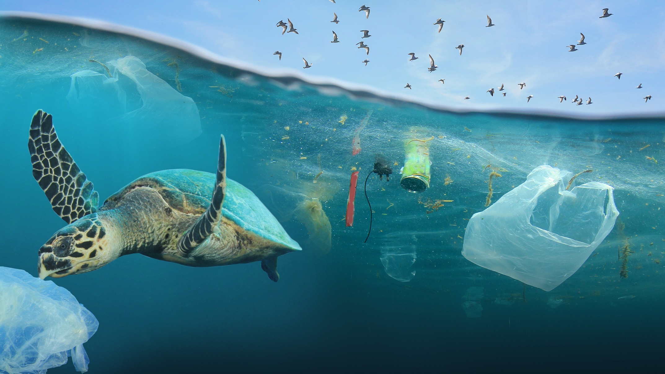 Báo động ô nhiễm nhựa từ bờ biển đến bàn ăn