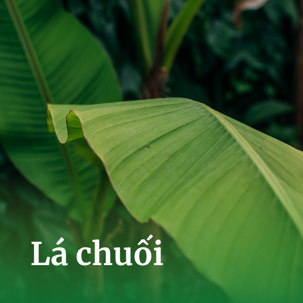 Lá chuối