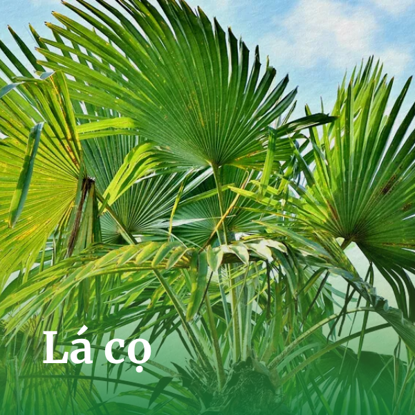 Lá cọ