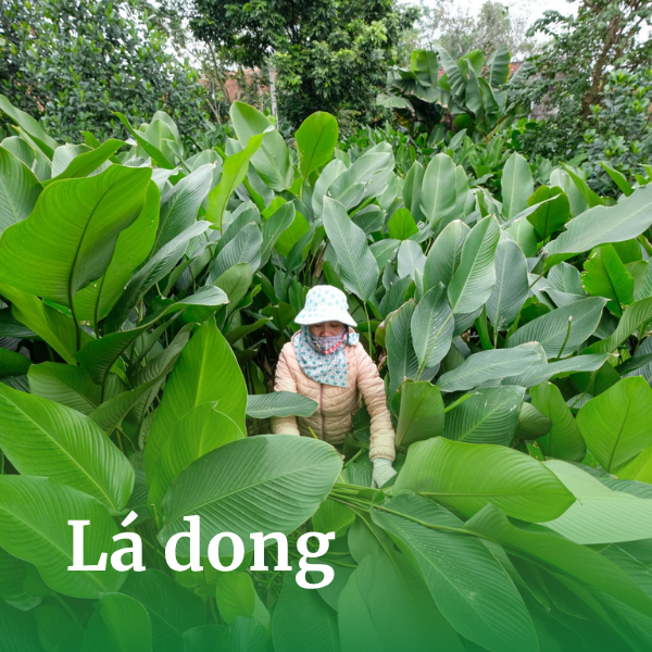 Lá dong