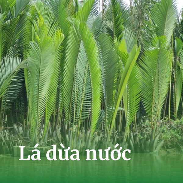 Lá dừa nước