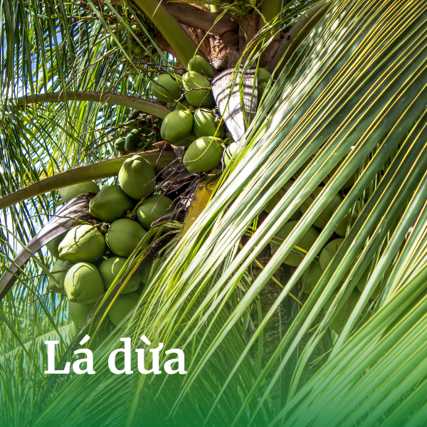 Lá dừa
