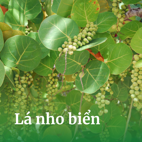 Lá nho biển