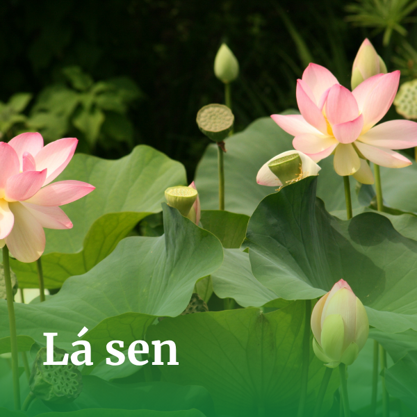 Lá sen