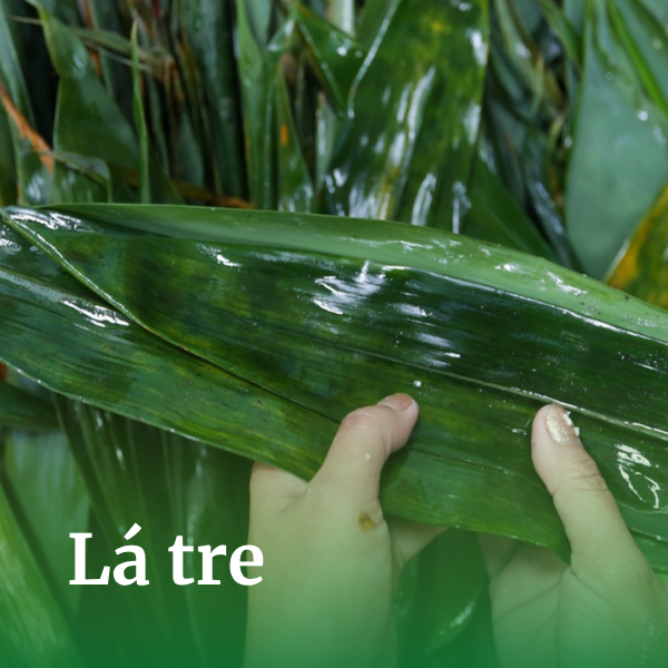 Lá tre