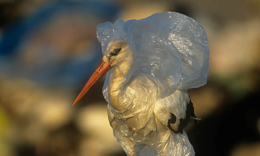 Một con cò mắc kẹt trong rác thải nhựa tại bãi rác ở Tây Ban Nha. Ảnh: naturepl.com/John Cancalosi/WWF