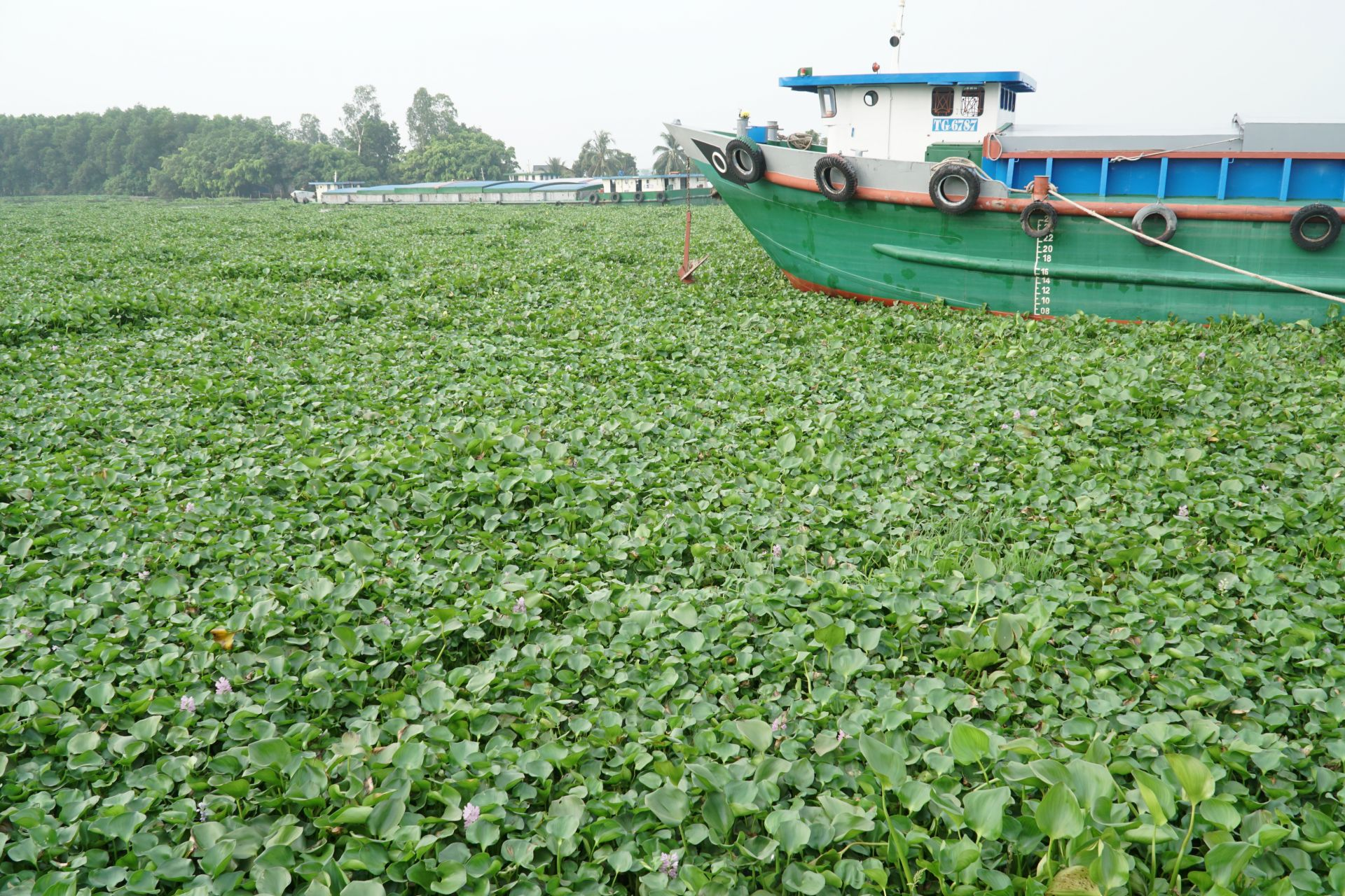 hành trình biến Lục Bình “vấn nạn môi trường” thành “tài nguyên xanh”