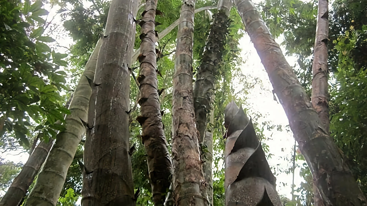 Sở hữu rừng tre dân làng đột nhiên có hơn 1.000 tỷ đồng mỗi năm: Bí quyết nằm ở cách làm đặc biệt