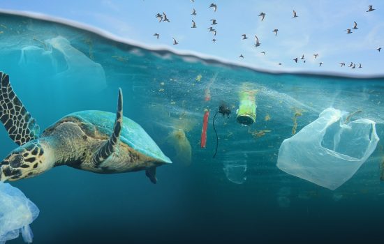 Báo động ô nhiễm nhựa từ bờ biển đến bàn ăn