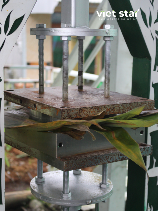 Lá tre được ép thành đĩa bởi máy ép đĩa lá và mo tre viet star bamboo tự động