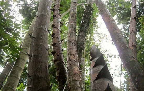 Sở hữu rừng tre dân làng đột nhiên có hơn 1.000 tỷ đồng mỗi năm: Bí quyết nằm ở cách làm đặc biệt