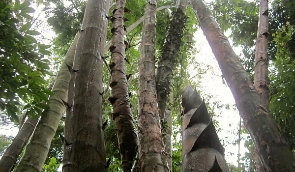 Sở hữu rừng tre dân làng đột nhiên có hơn 1.000 tỷ đồng mỗi năm: Bí quyết nằm ở cách làm đặc biệt