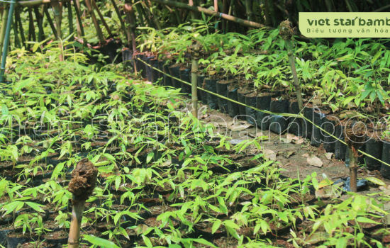 Vườn ươm cây giống tre khổng lồ cấy mô núi cấm