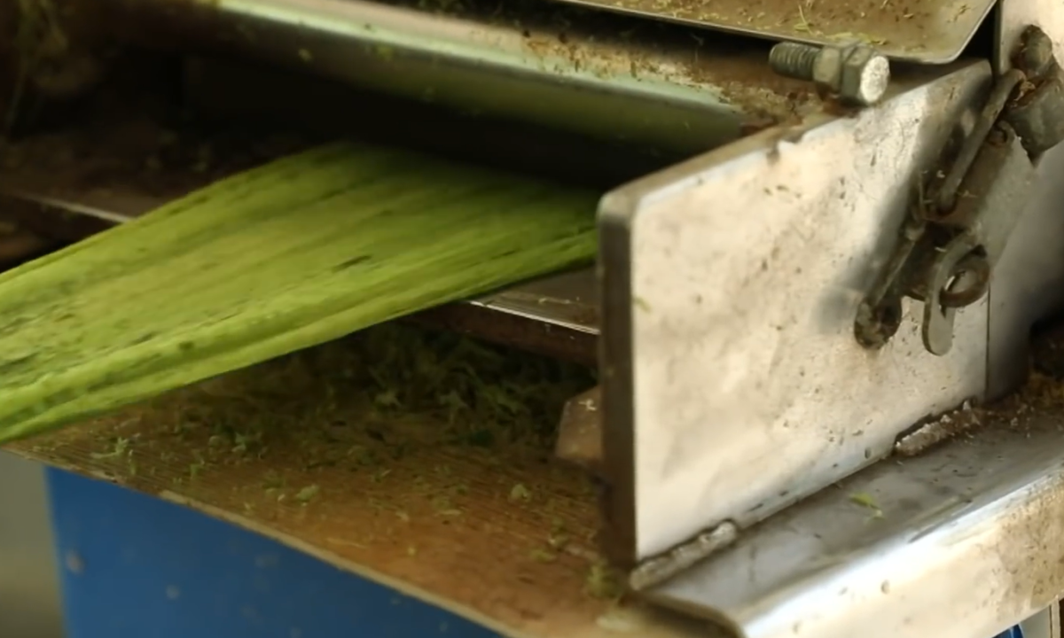 dùng thân lục bình làm vải (1)