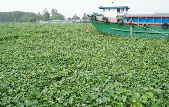 Hành trình biến Lục Bình “Vấn nạn môi trường” thành “Tài nguyên xanh”