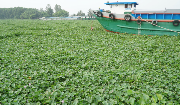 hành trình biến Lục Bình “vấn nạn môi trường” thành “tài nguyên xanh”