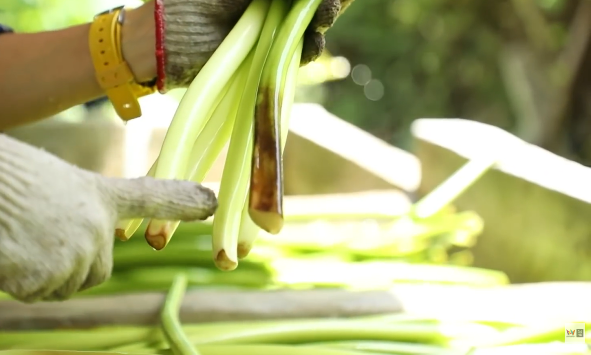 phân loại lục bình