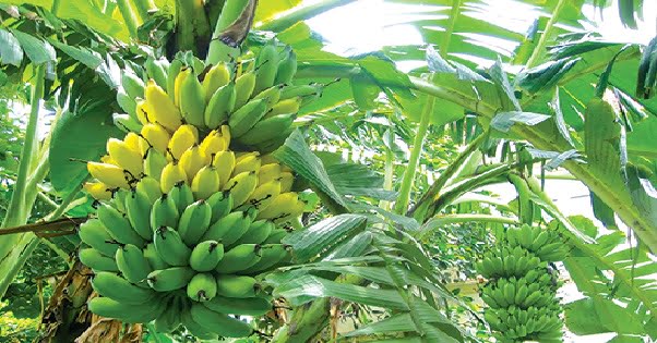 Bí mật về lợi ích chuối