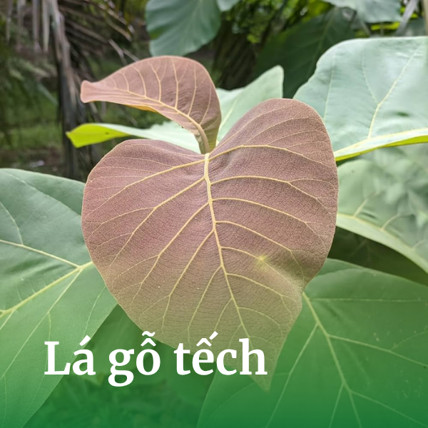 Lá gỗ tếch