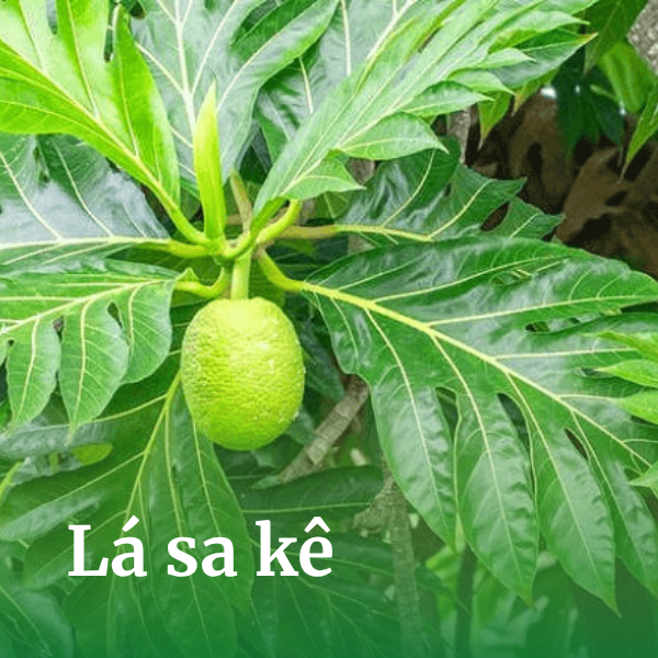 Lá sa kê