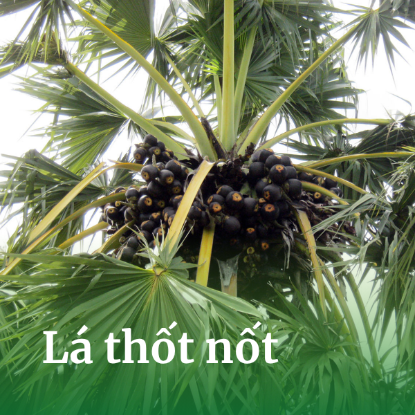 Lá thốt nốt