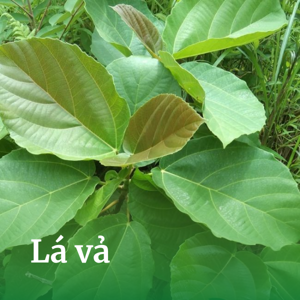 Lá vả