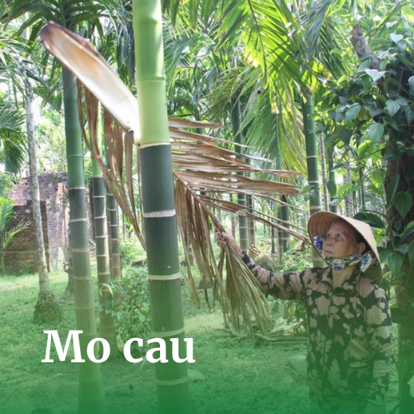 Mo cau