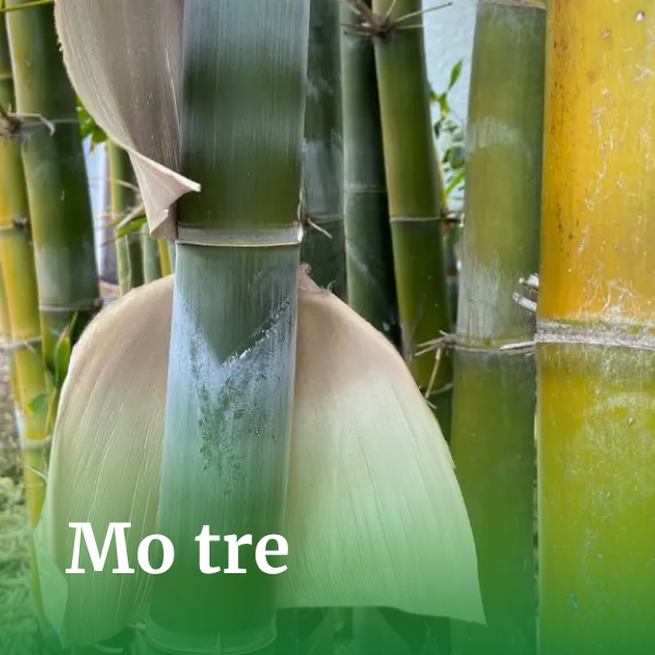 Mo tre